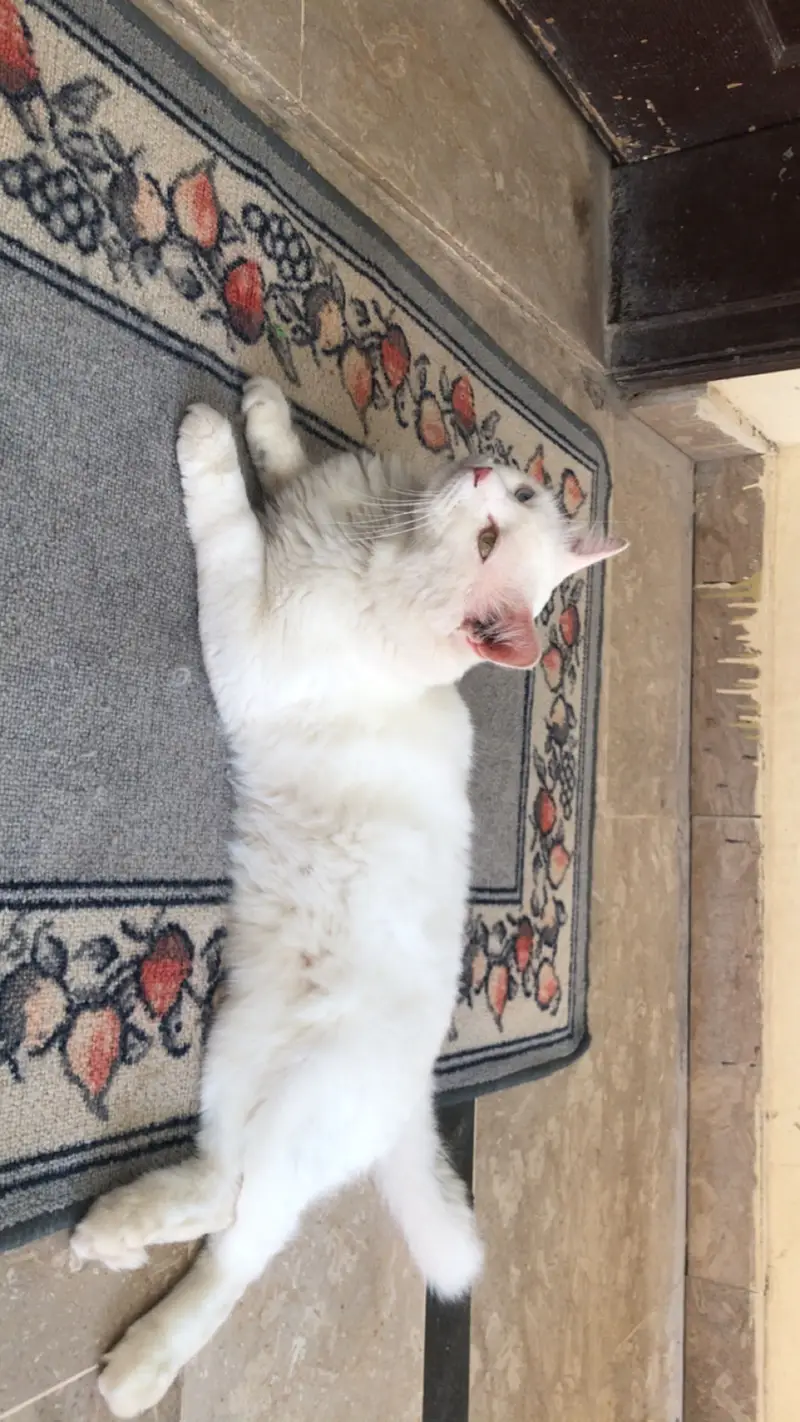 Triple coat Persian cat (white colour) — photo 2