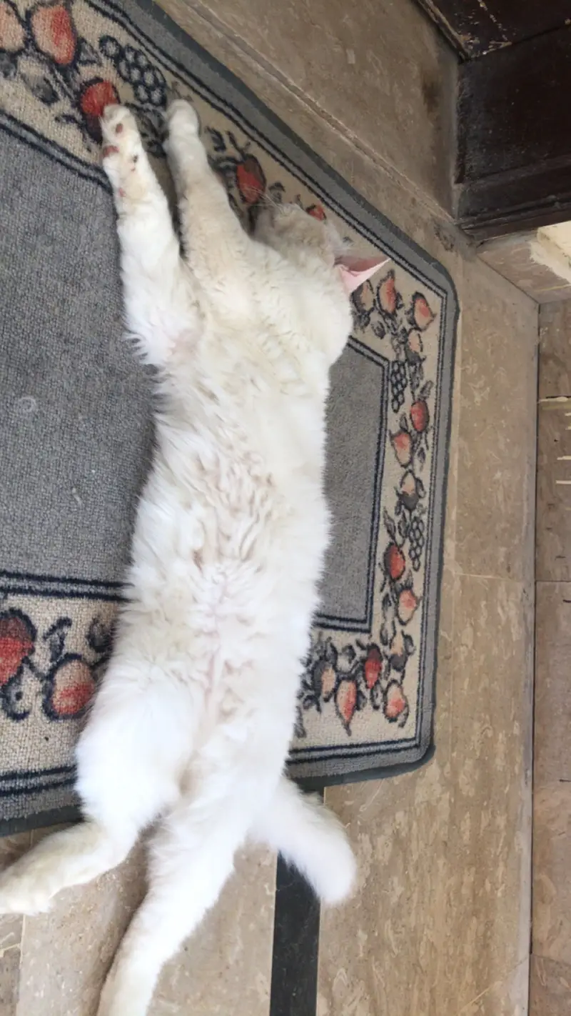 Triple coat Persian cat (white colour) — photo 3