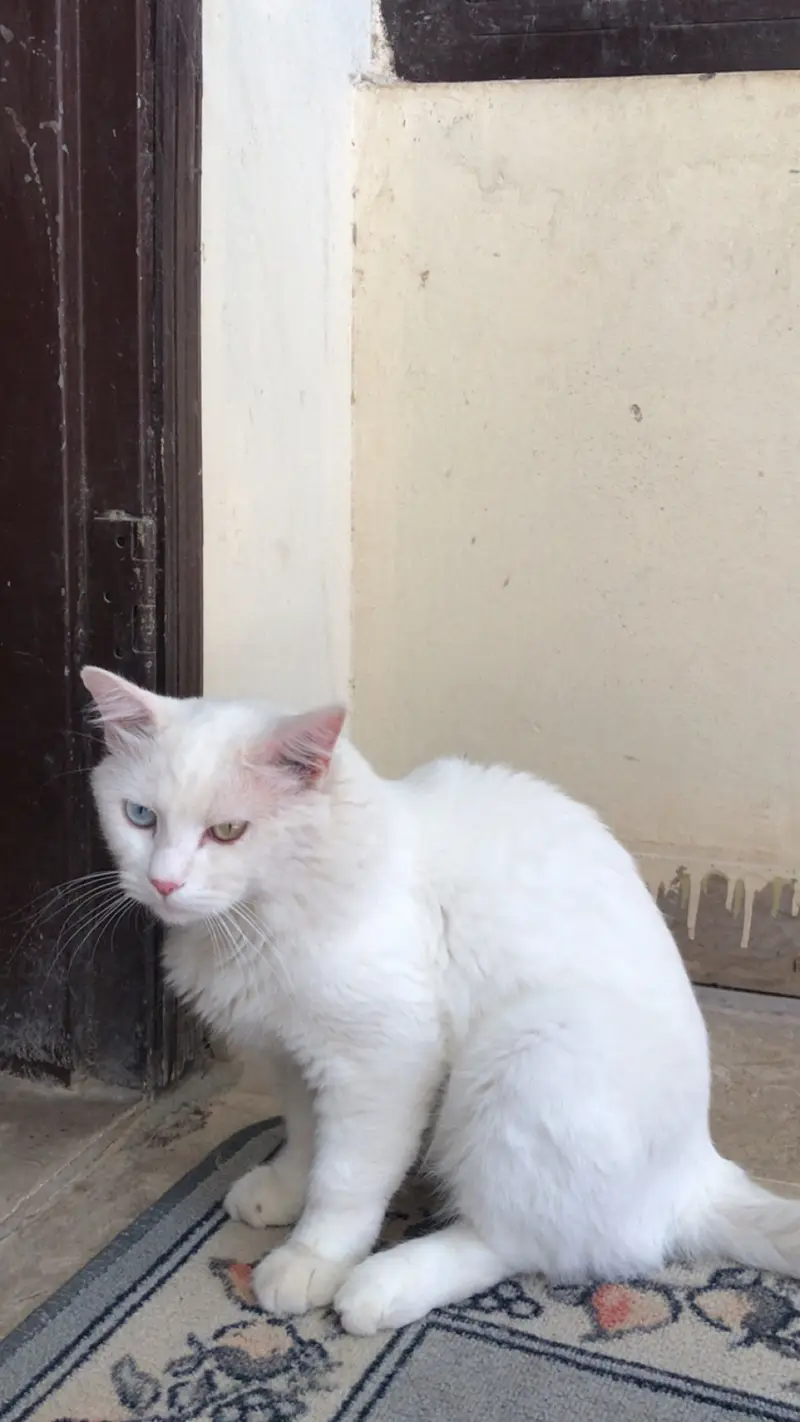 Triple coat Persian cat (white colour) — photo 4