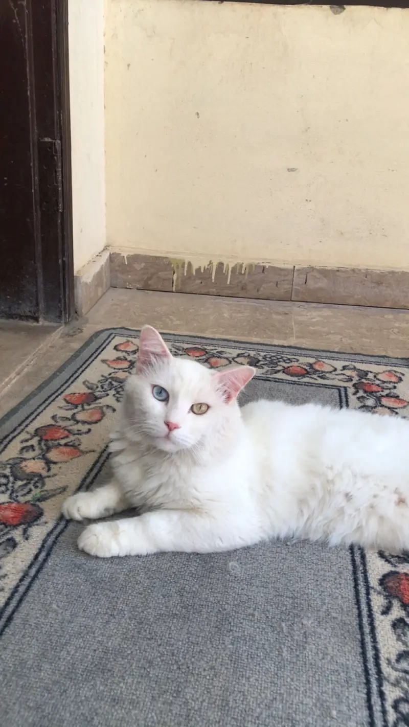Triple coat Persian cat (white colour) — photo 5