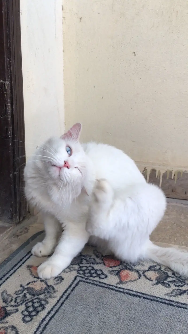Triple coat Persian cat (white colour) — photo 6