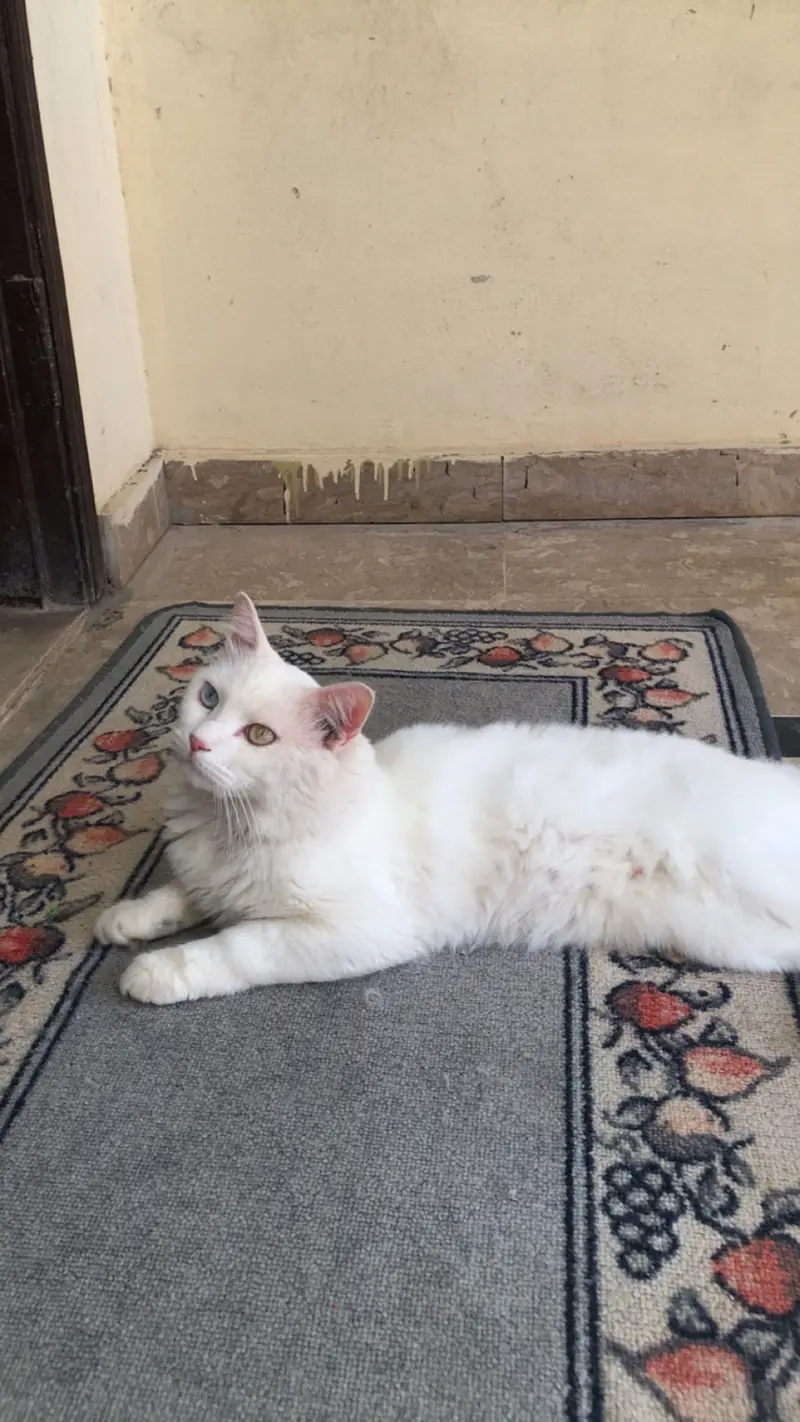 Triple coat Persian cat (white colour) — photo 7