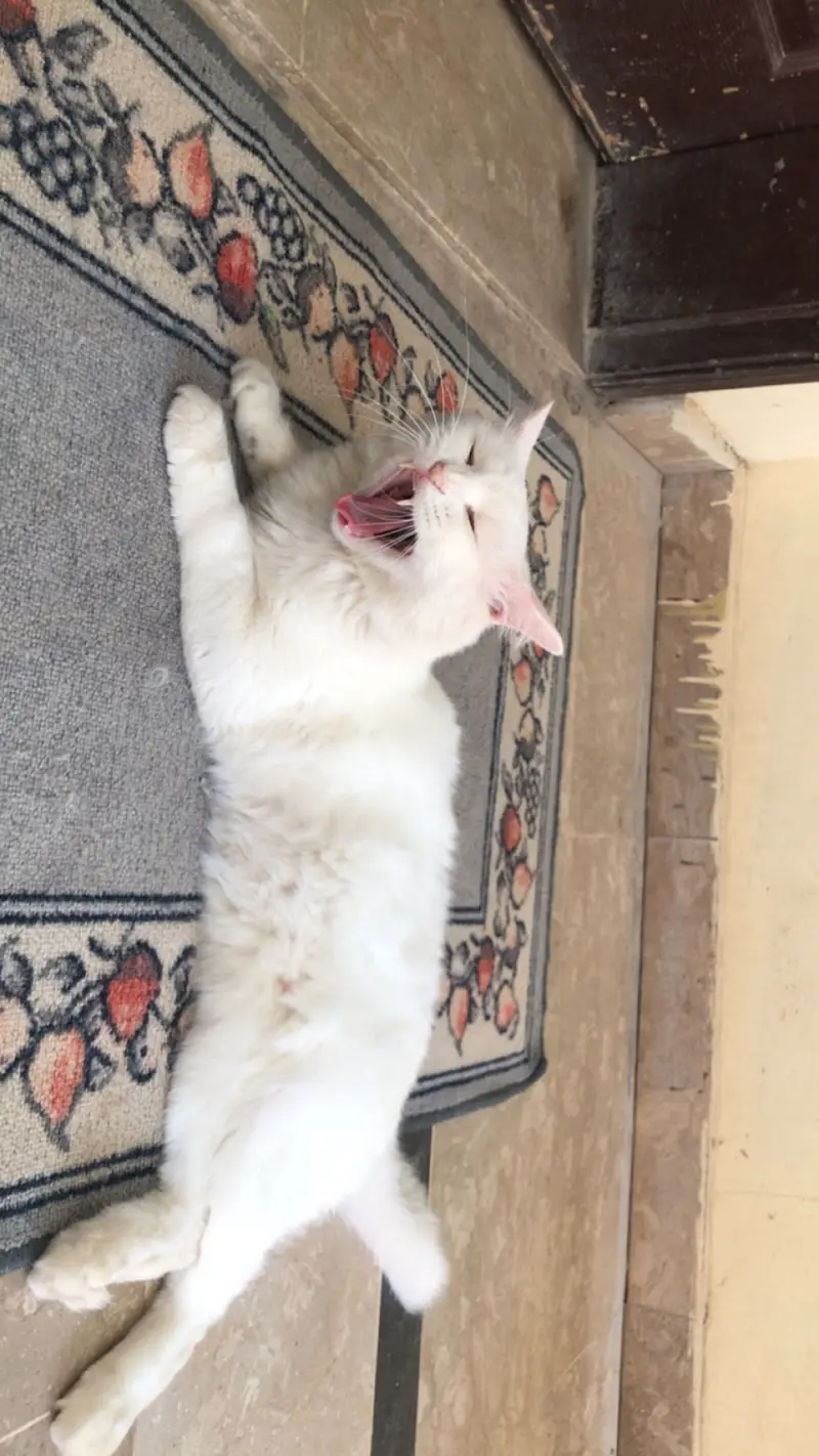 Triple coat Persian cat (white colour) — photo 8