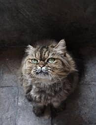 tabby long coated furry Persian male