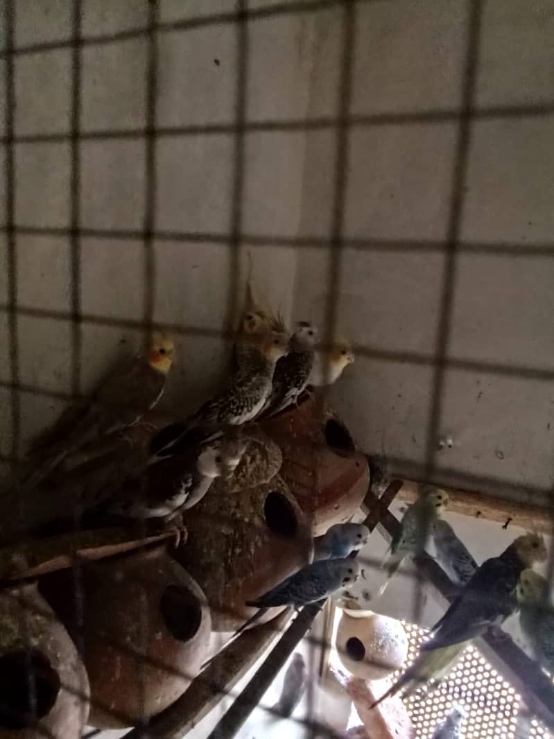 ماشاءاللہ اکیٹو طوطے ہیں 4