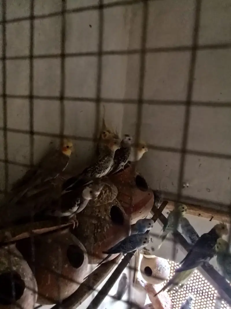 ماشاءاللہ اکیٹو طوطے ہیں — photo 5