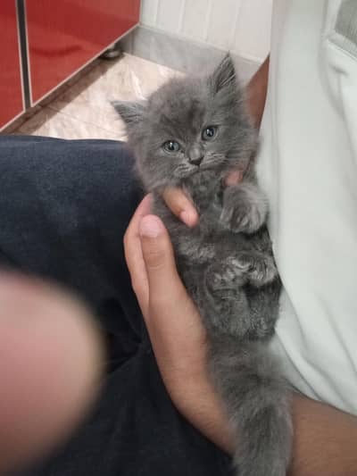 persian punch face male kitten for sale.