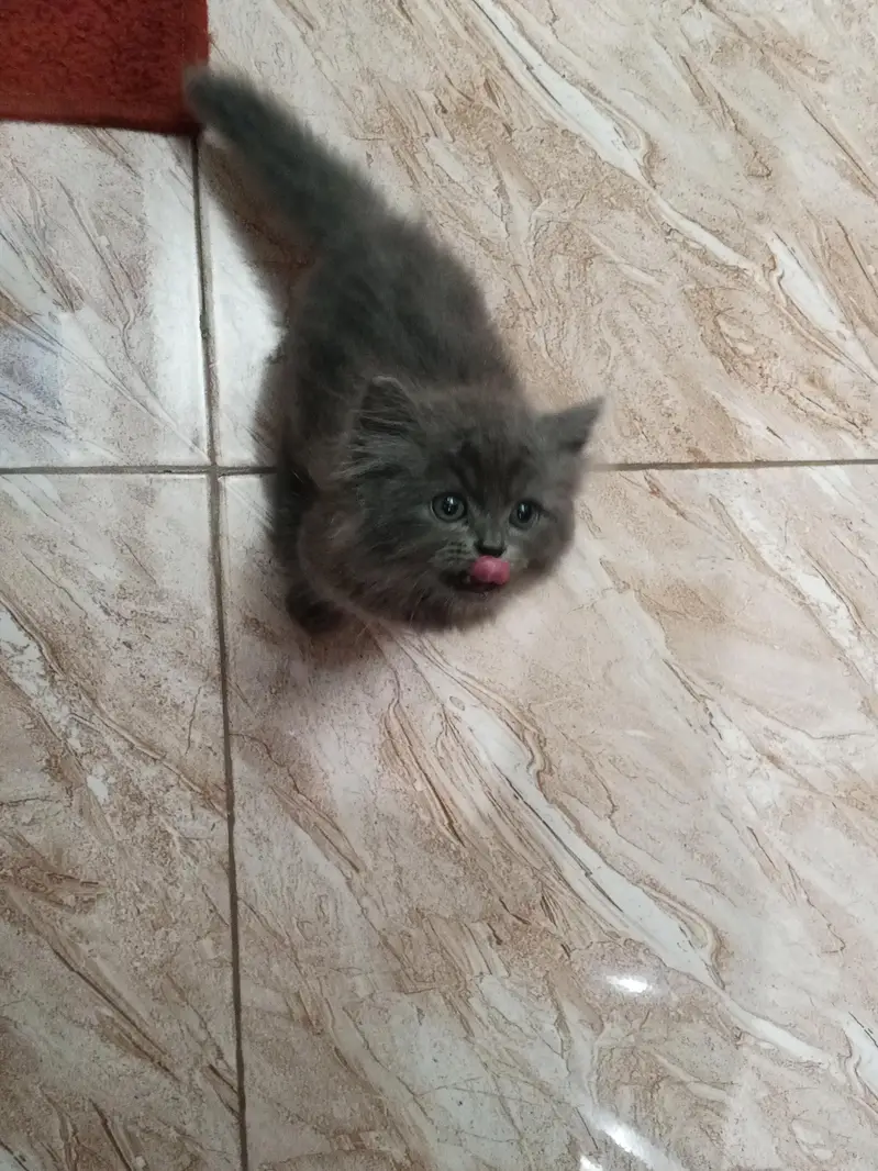 persian punch face male kitten for sale. — photo 2