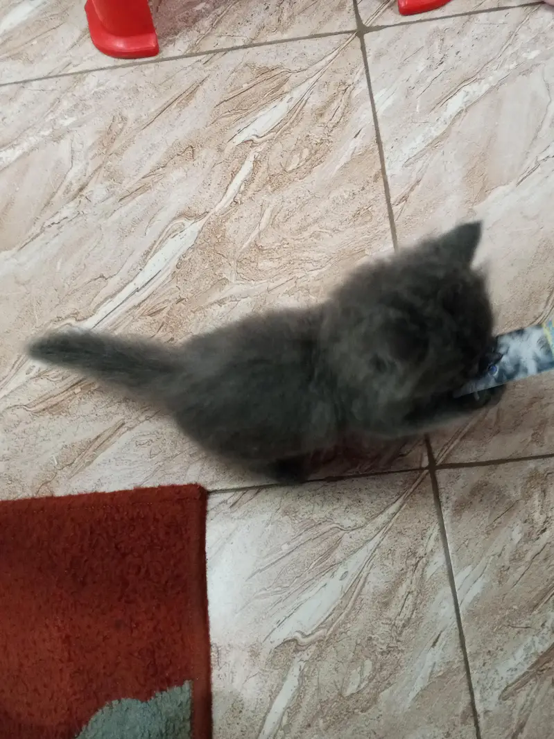 persian punch face male kitten for sale. — photo 3
