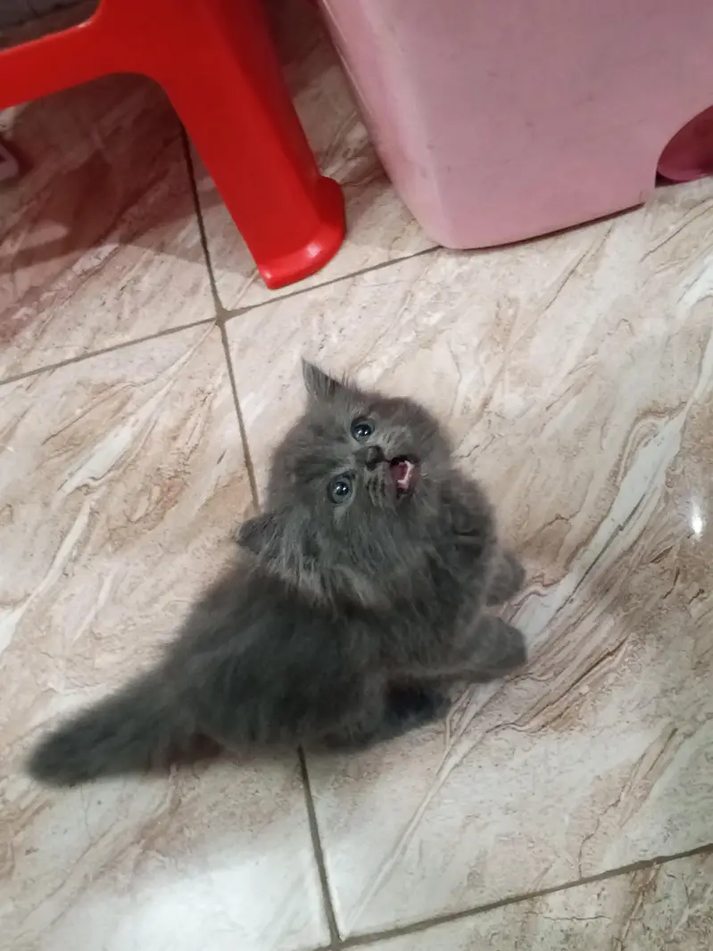 persian punch face male kitten for sale. — photo 4