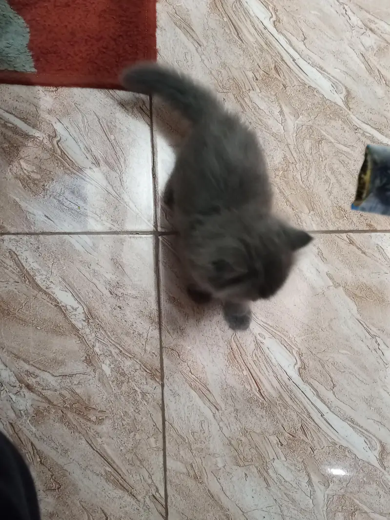 persian punch face male kitten for sale. — photo 5