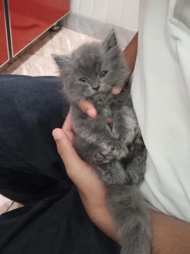 persian punch face male kitten for sale. — photo 6