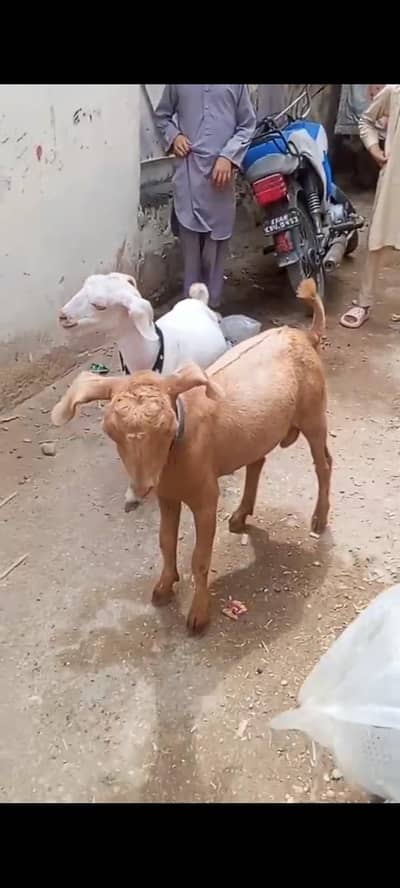 White and Brown Tapray joddi