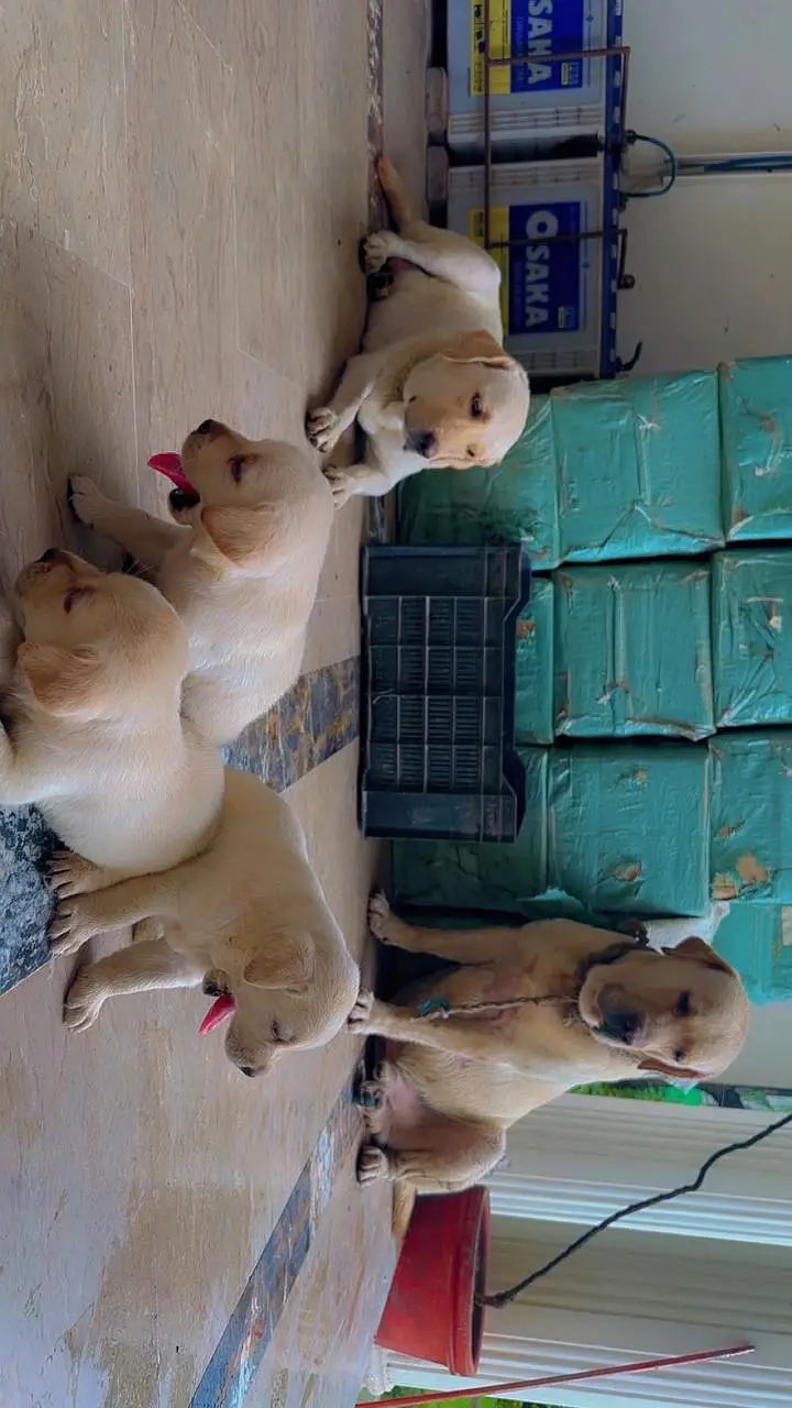 Labrador dog | Labra puppies | british labrador | American labra pups — photo 2