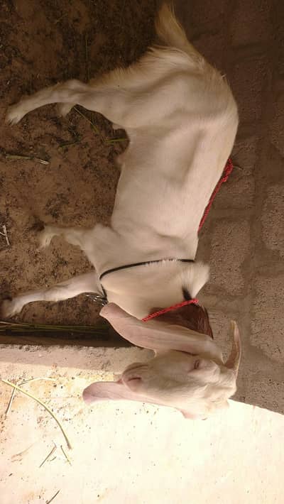 Bakra