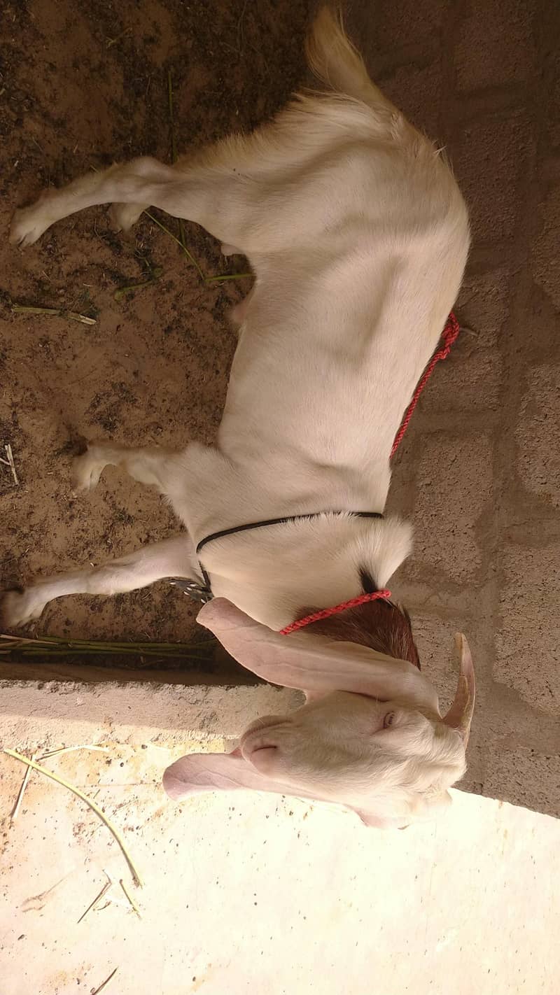 Bakra 0