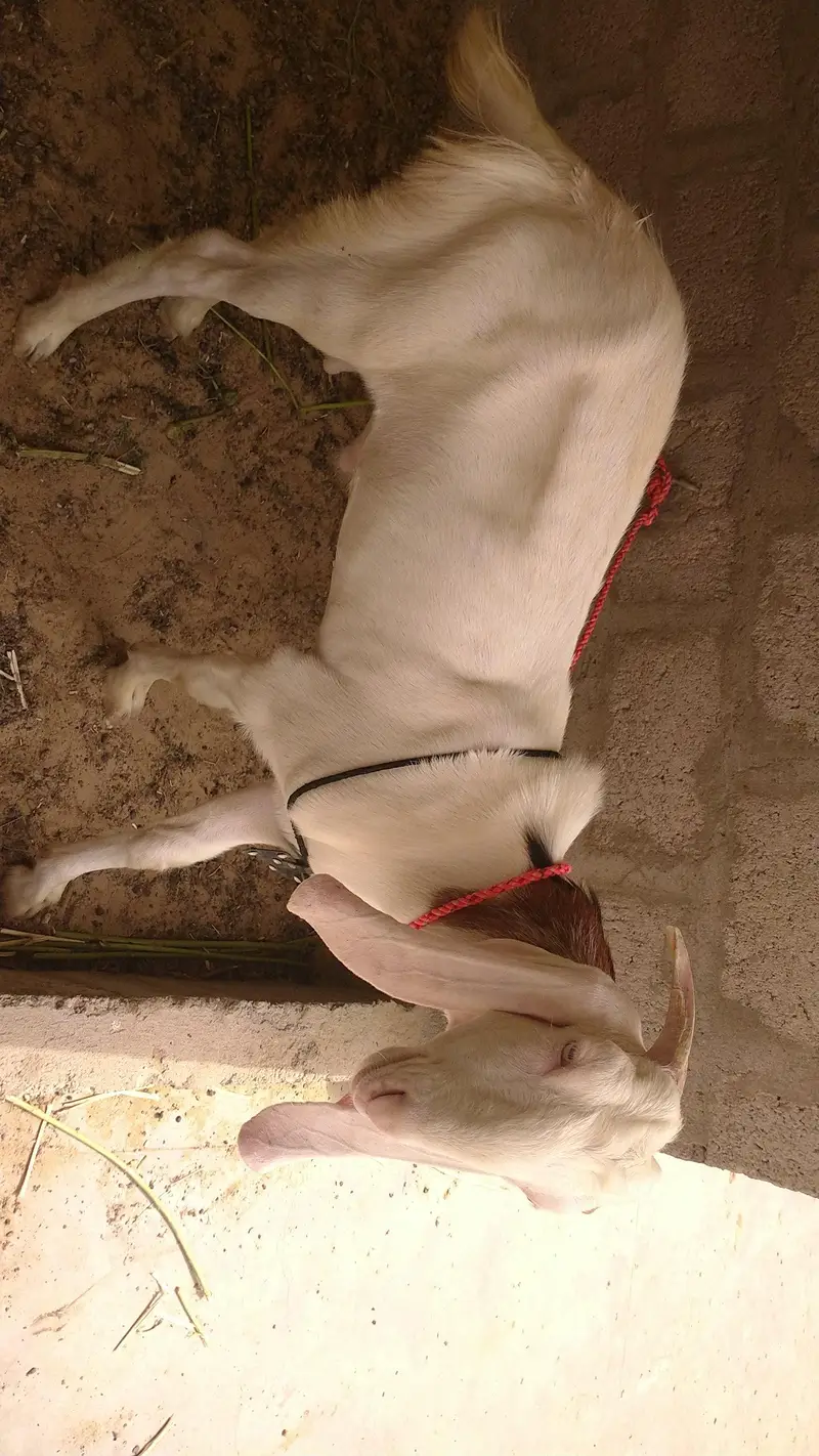 Bakra