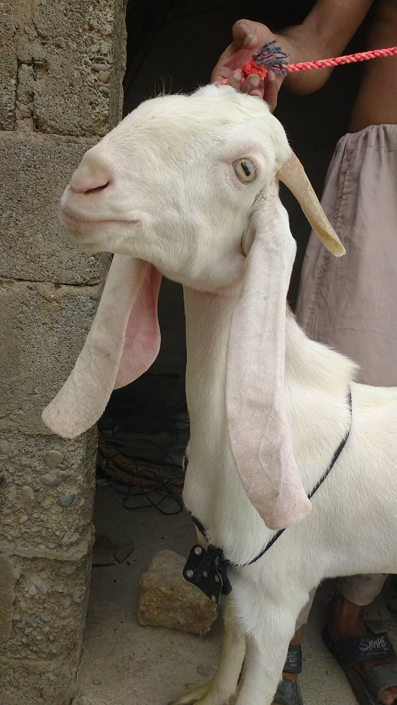 Bakra 1