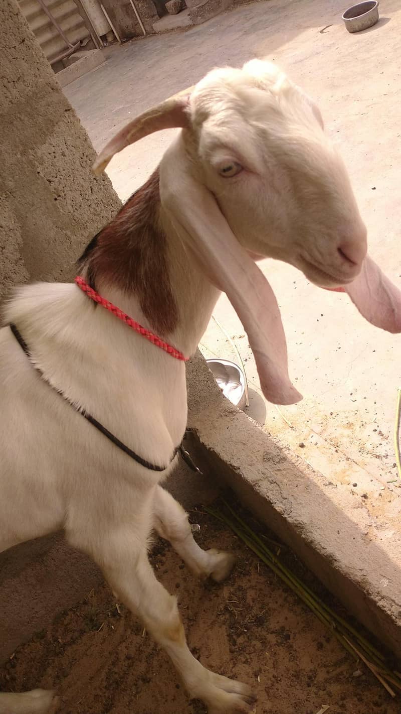 Bakra 2