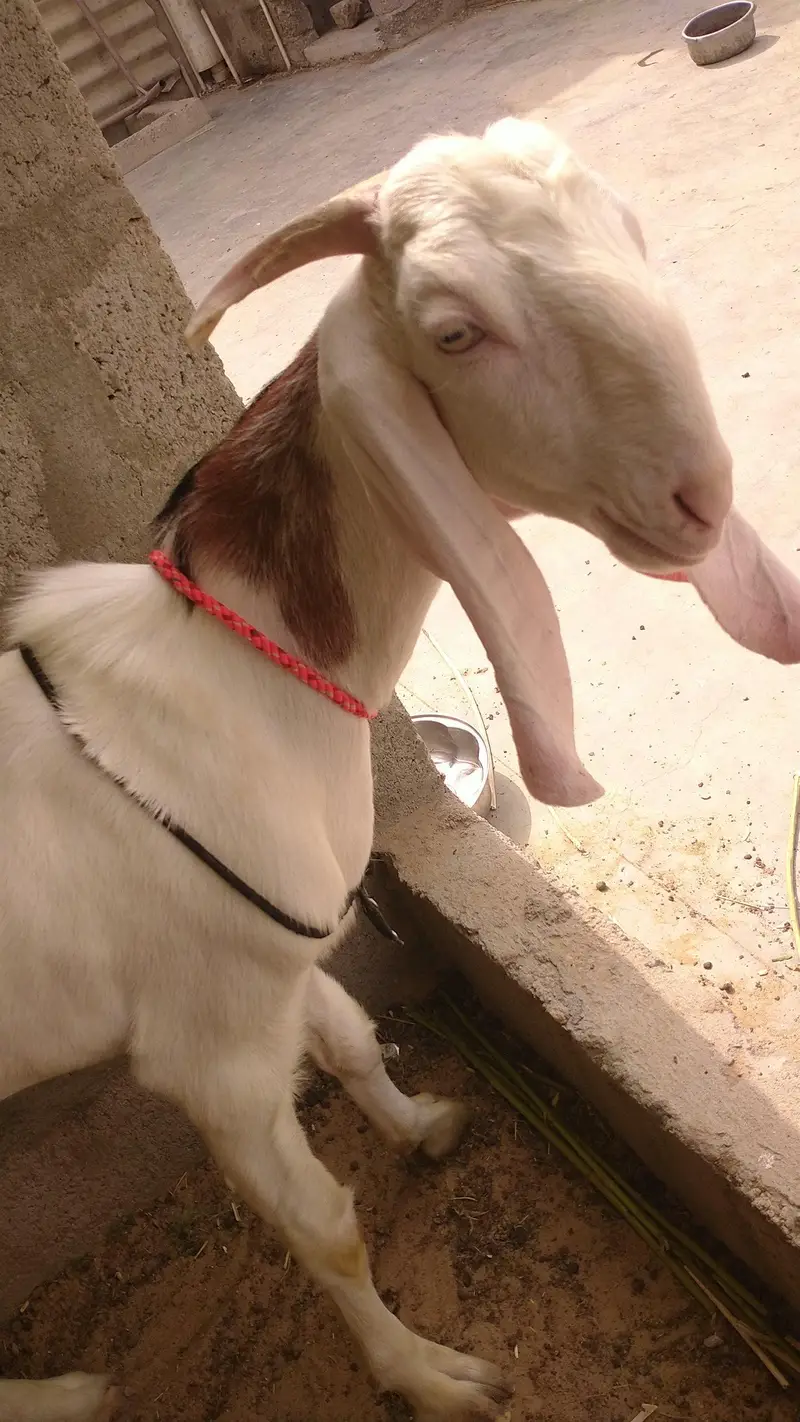Bakra — photo 3