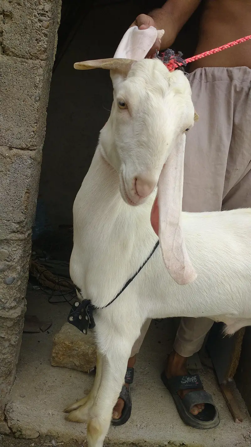 Bakra — photo 4