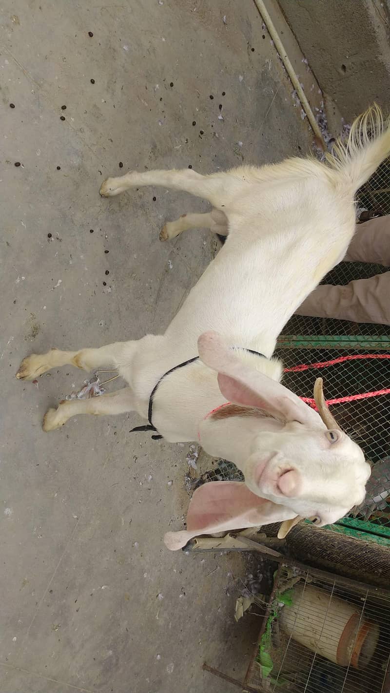 Bakra 4
