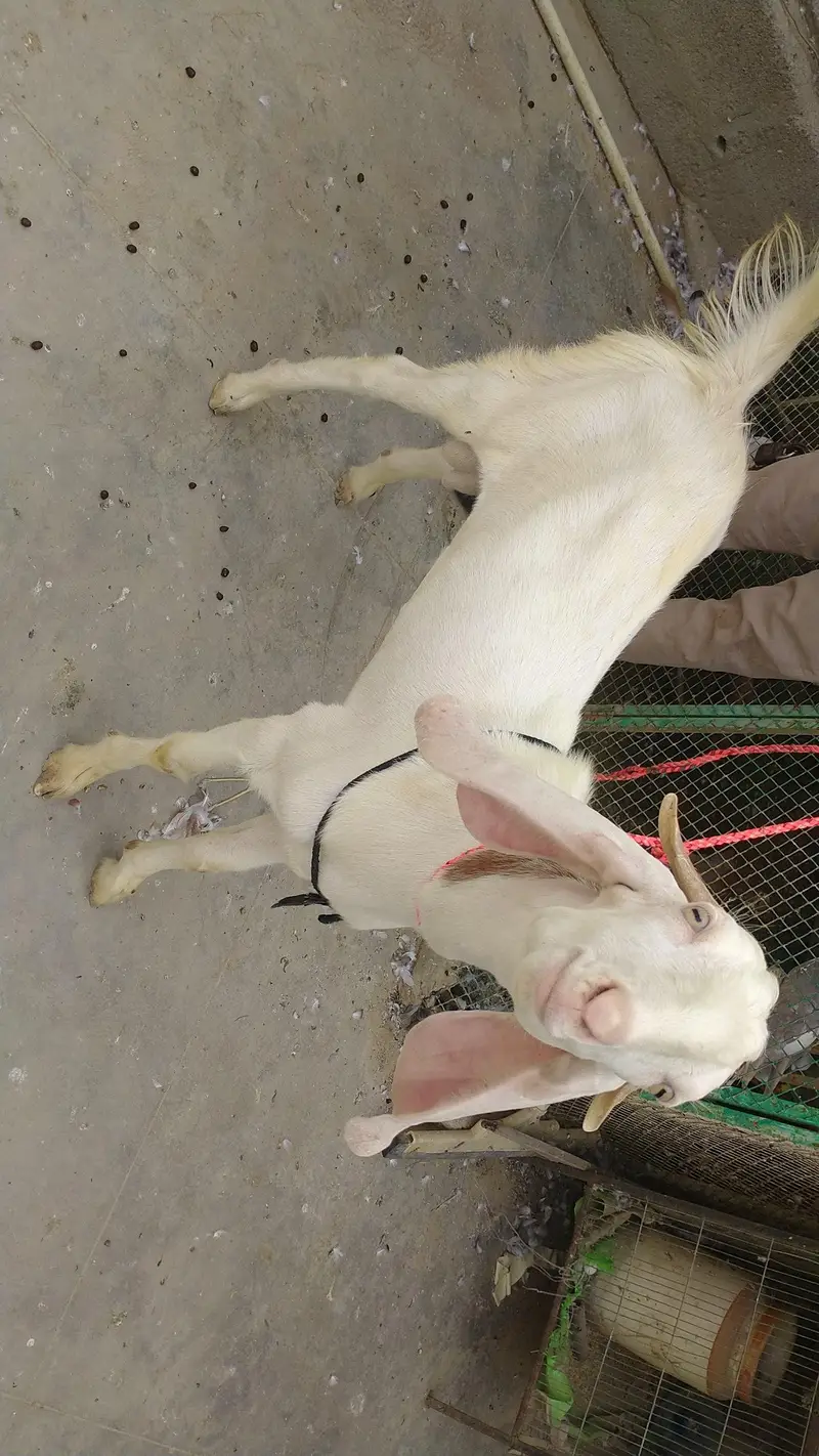 Bakra — photo 5
