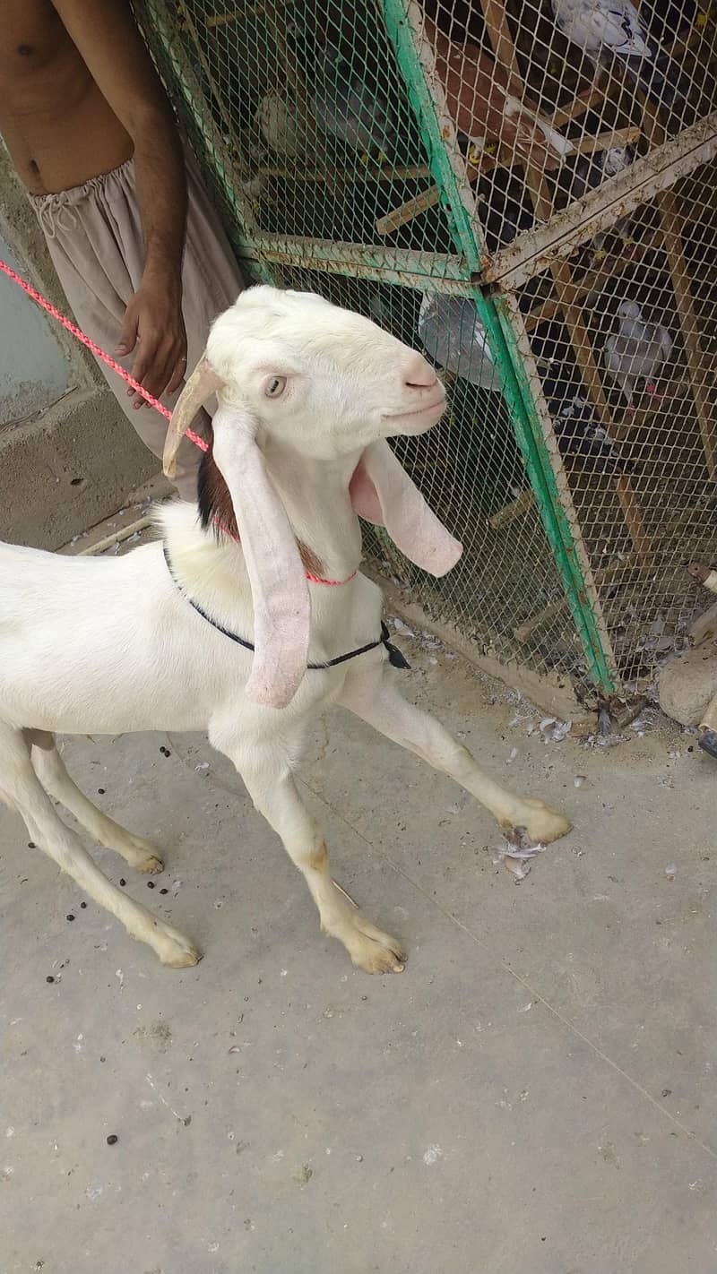 Bakra 5