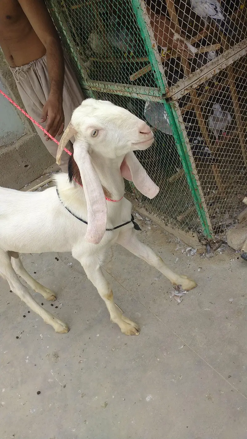 Bakra — photo 6