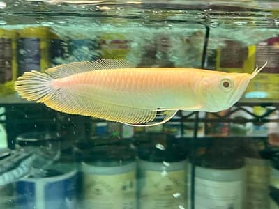 Albino arowana, albino alligator gar, oscar , royal knife fish