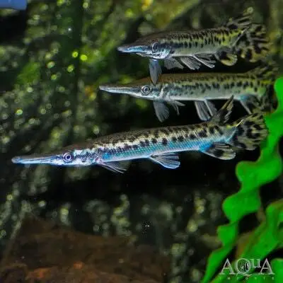 Albino arowana, albino alligator gar, oscar , royal knife fish — photo 5