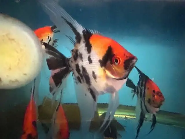 Albino arowana, albino alligator gar, oscar , royal knife fish — photo 7