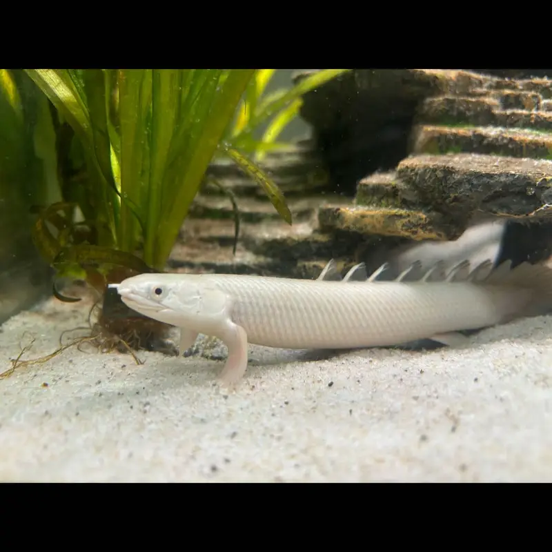 Albino arowana, albino alligator gar, oscar , royal knife fish — photo 9