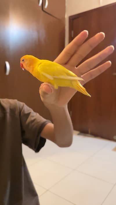 Hand tame lutino love birds pair with cage (read description )