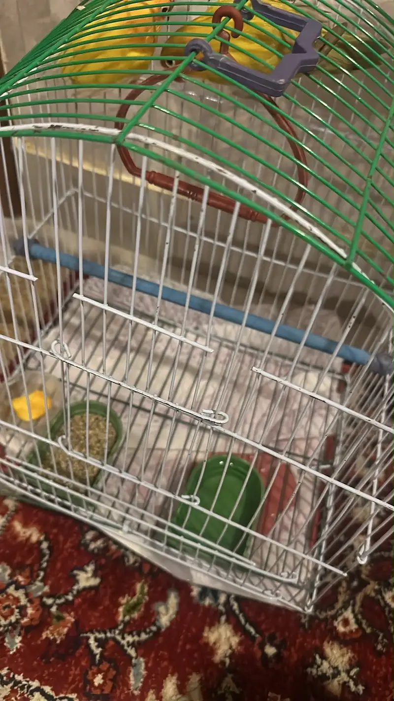 Hand tame lutino love birds pair with cage (read description ) — photo 3