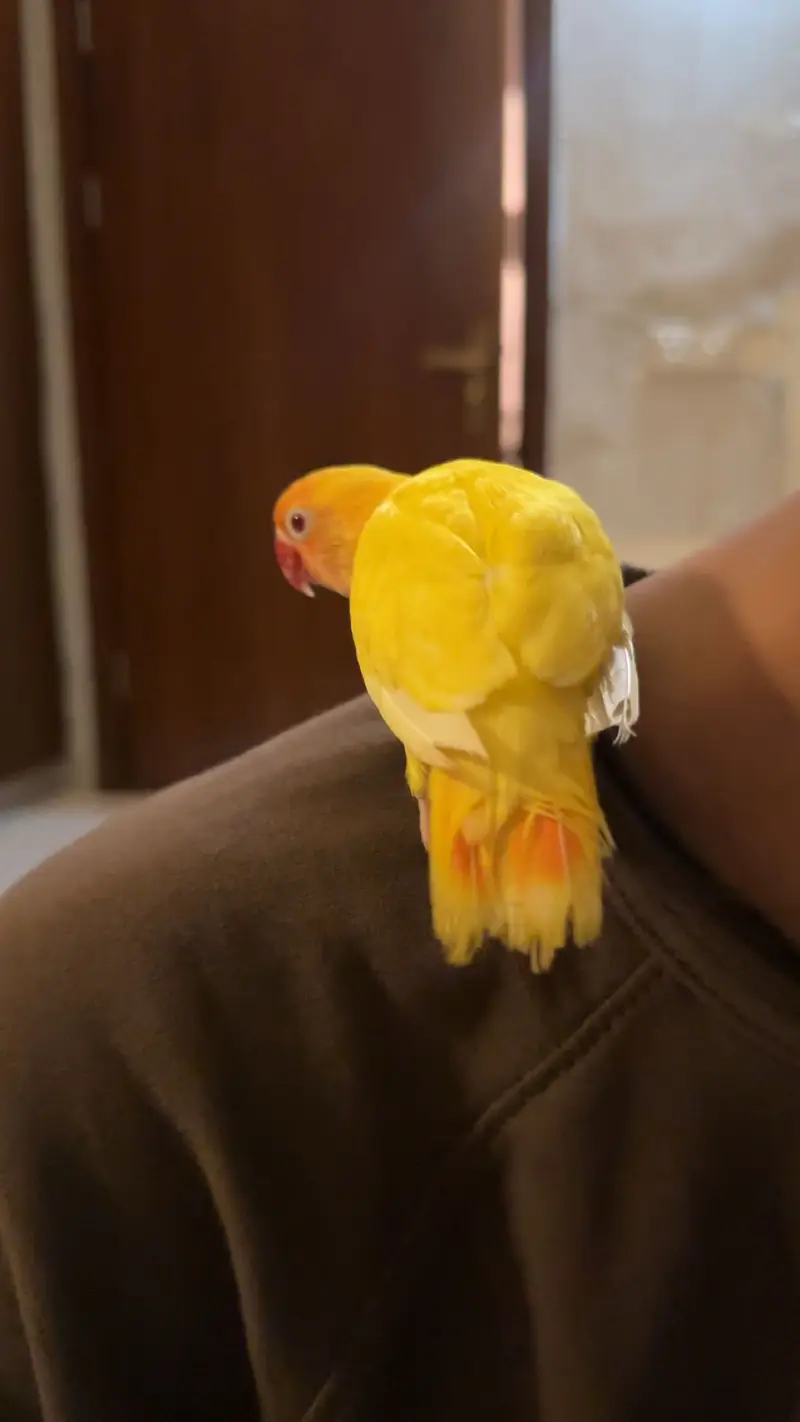 Hand tame lutino love birds pair with cage (read description ) — photo 4
