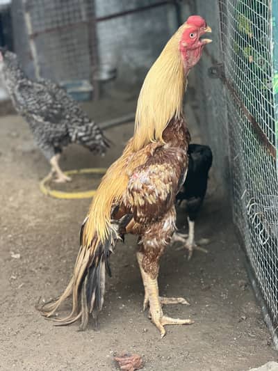 //Indian //parrot //beak //high //quality //chicks