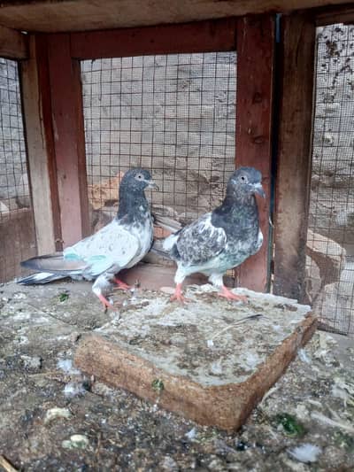 3 Best High Flyer pairs 3k one payhi free