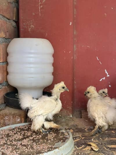 silkie chicks available