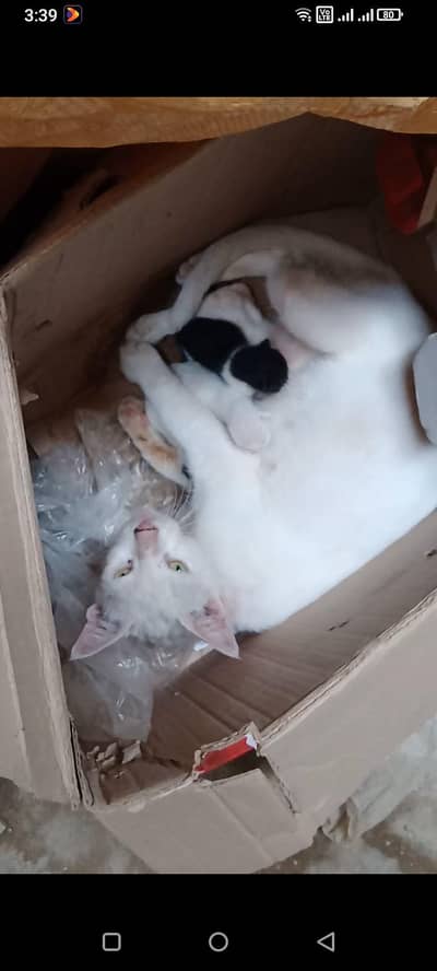 with 5 cute babies