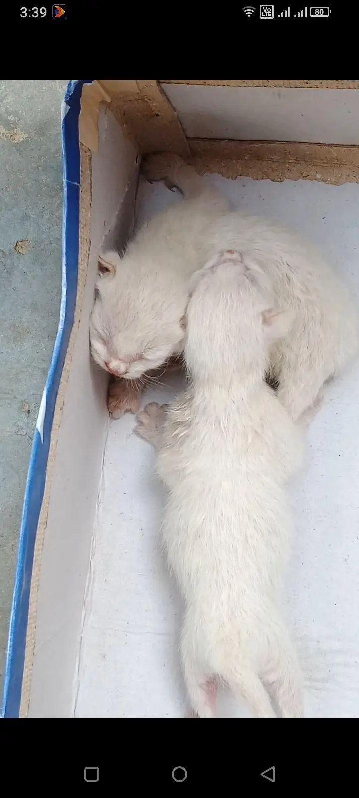 with 5 cute babies — photo 2