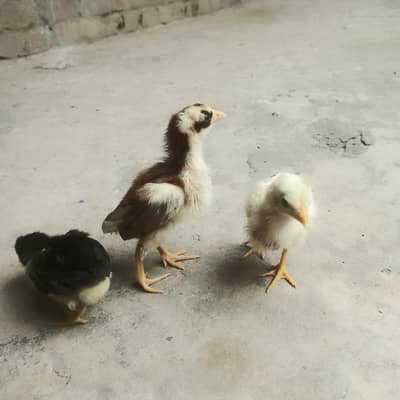 top quality aseel chicks