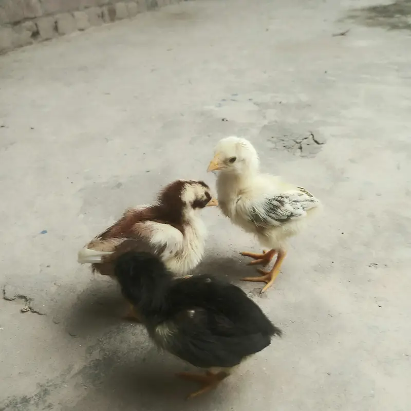 top quality aseel chicks — photo 2