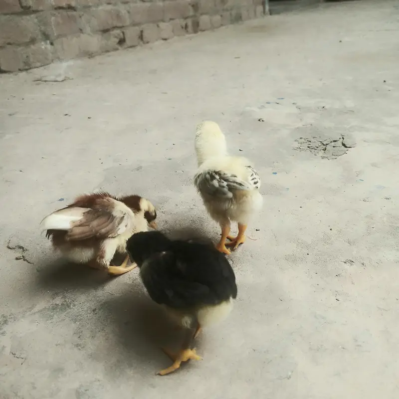 top quality aseel chicks — photo 3