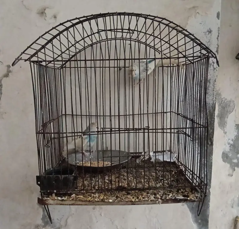 cages for sale — photo 2