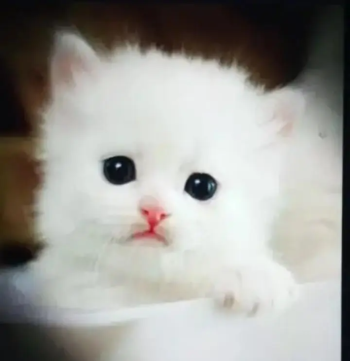 (Persian female kitten) (for sale all) (Pakistan delivery available) — photo 3