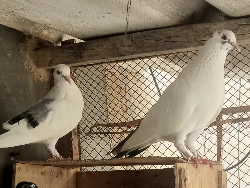 Pair pigeons for sell serious buyer hi contact karein. — photo 2