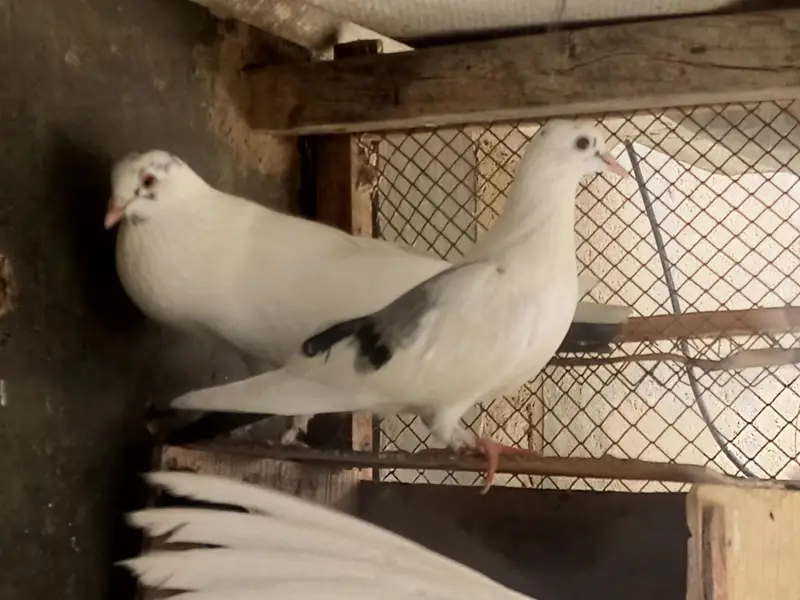 Pair pigeons for sell serious buyer hi contact karein. — photo 3