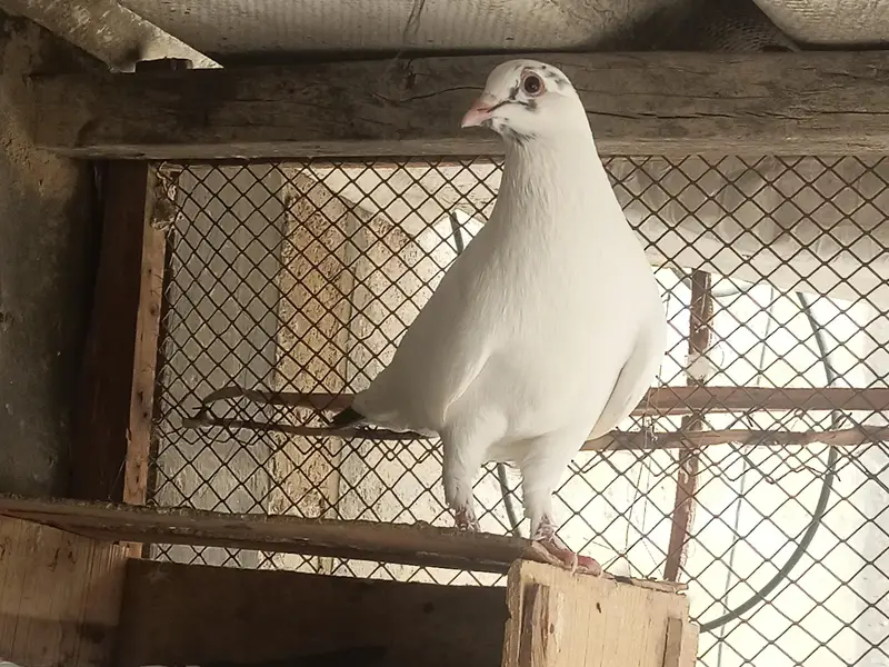 Pair pigeons for sell serious buyer hi contact karein. — photo 4