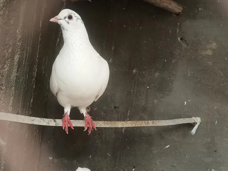 Pair pigeons for sell serious buyer hi contact karein. — photo 5